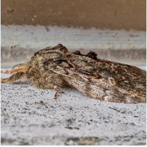 How To Identify Carpet Moths in Croydon